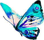Kolibri