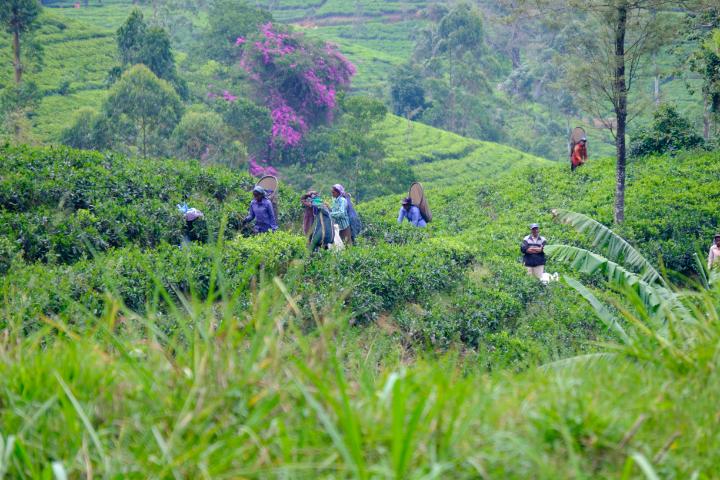 Länderbild Sri-lanka