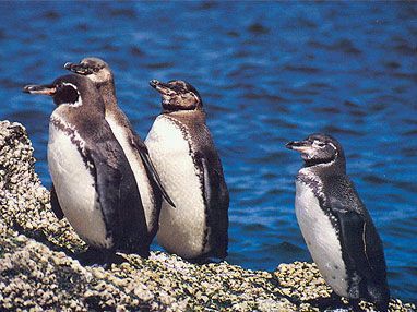 Galapagos Insel