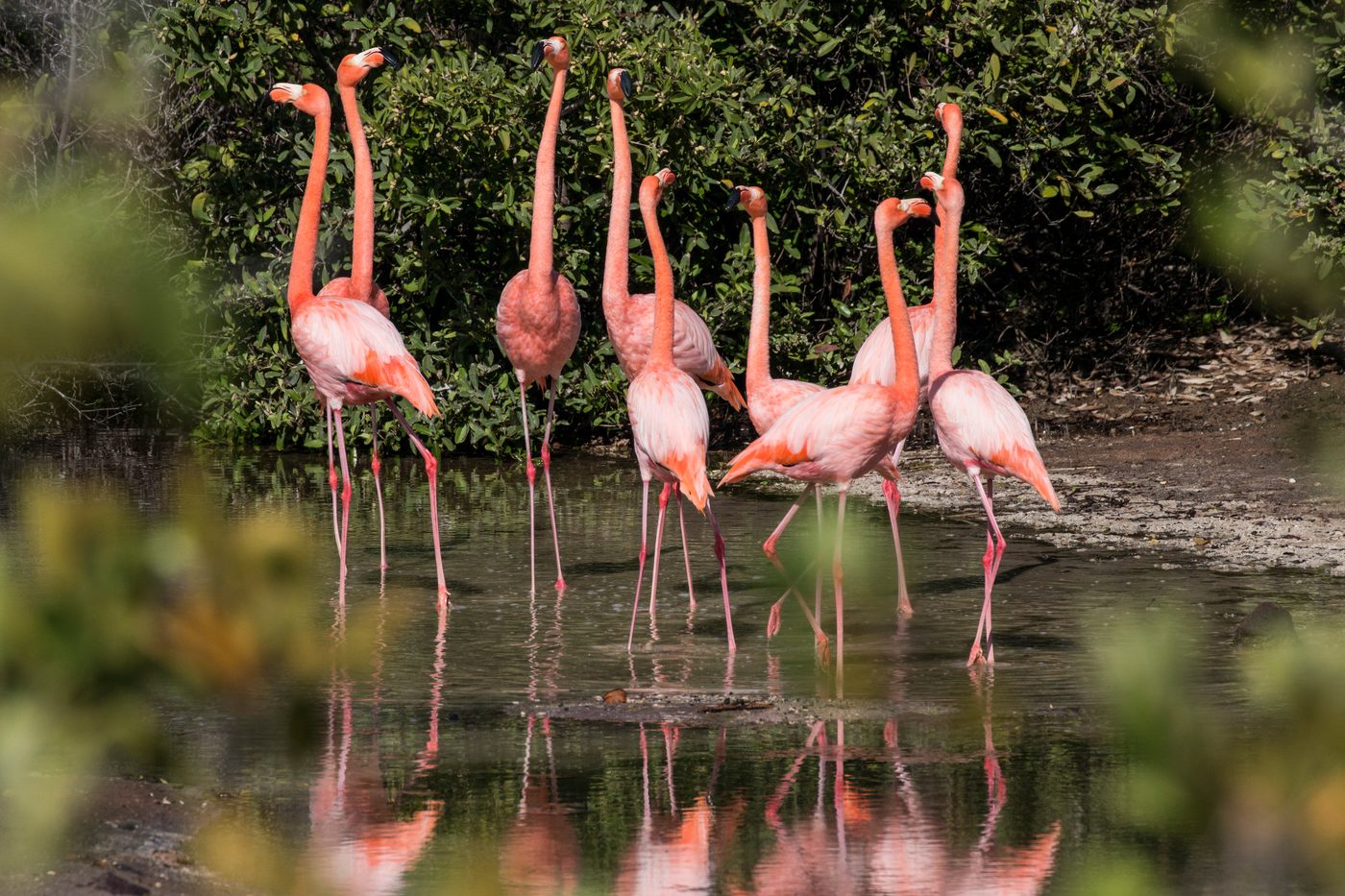 Flamingos