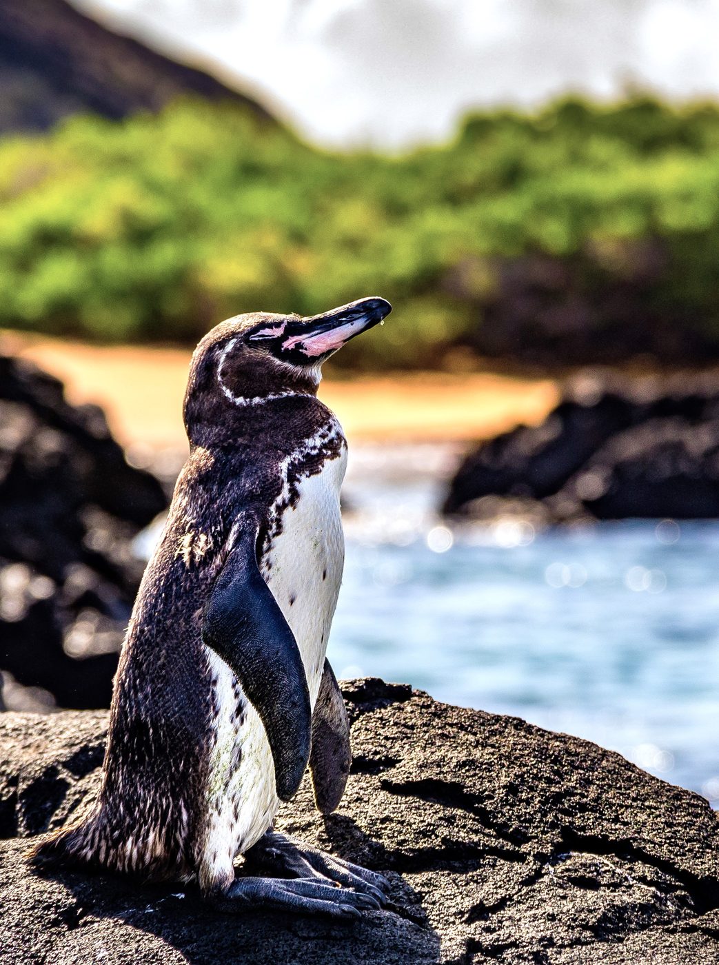 Galápagos-Pinguine