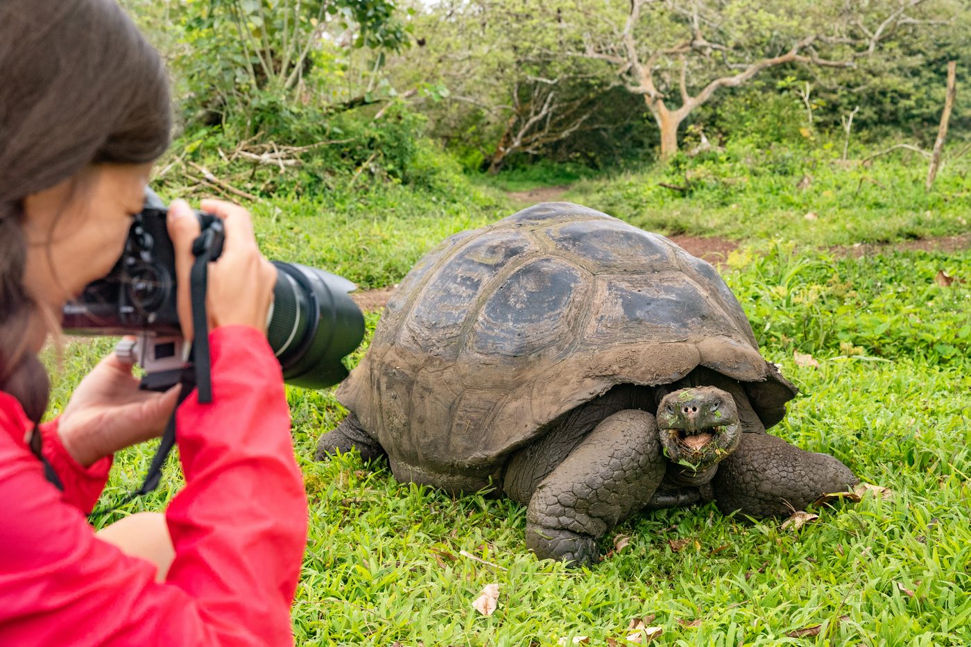 Riesenschildkröten